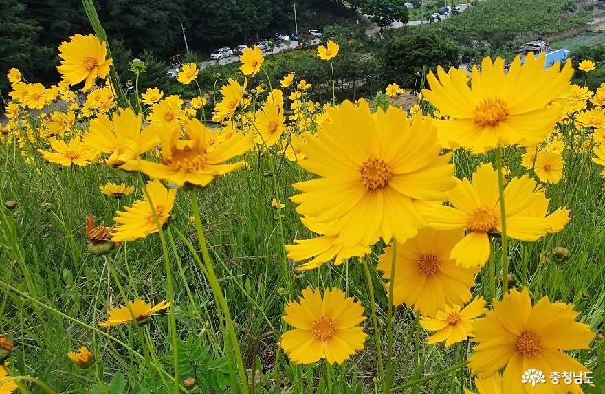 천흥저수지 제방변의 금계국1. 