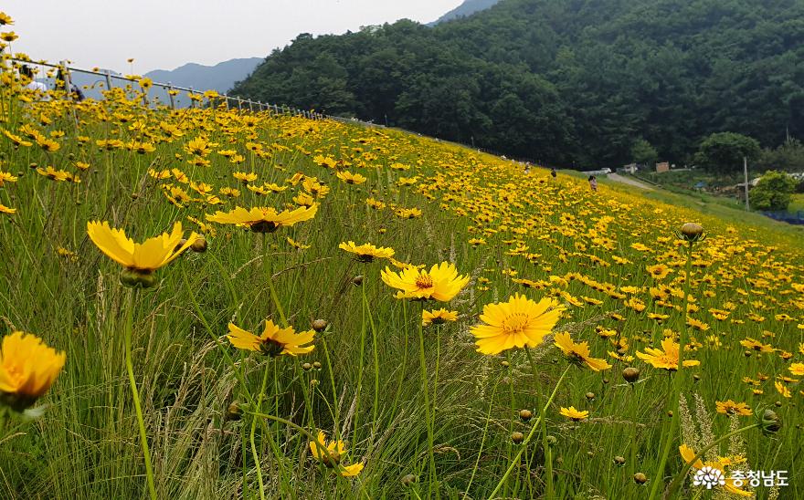 천안 천흥저수지 제방에 피어난 금계국 