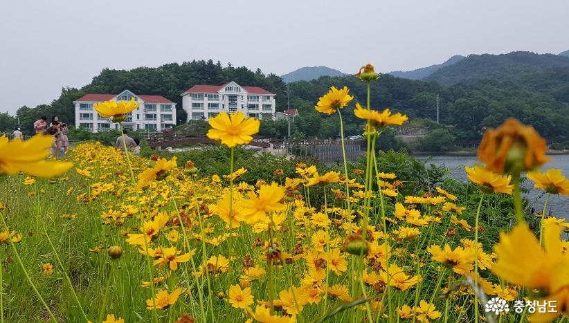 천안 천흥저수지 제방에 피어난 금계국 1.