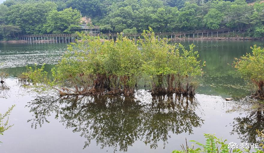 천흥저수지 수변데크 산책로 2. 