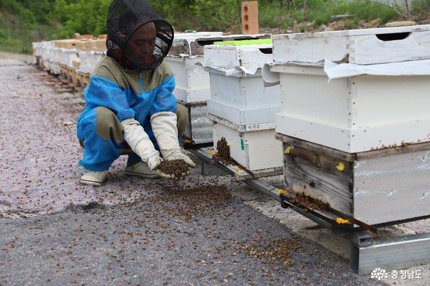 양봉농가가 벌통 입구에 수북이 쌓인 죽은 꿀벌을 보여주고 있다.