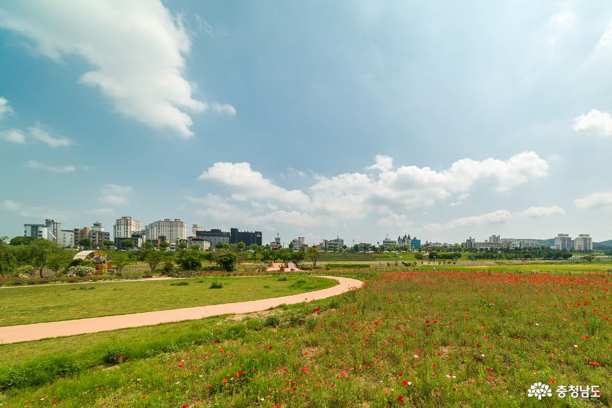 마실, 공주 미르섬 양귀비 나들이 사진