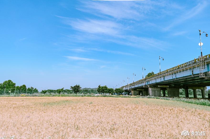 황금빛으로 변해가는 부여 구드래공원 사진
