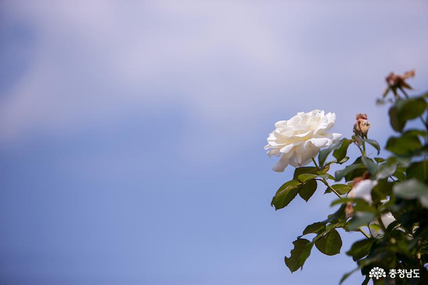 꽃의 여왕 장미를 마음껏 볼 수 있는 단국대학교 장미정원 사진
