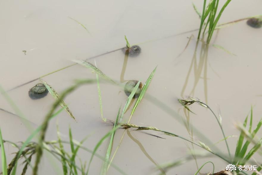 건강한 밥상의 힘, 천안시 2020년 친환경쌀 우렁이 방사식 사진