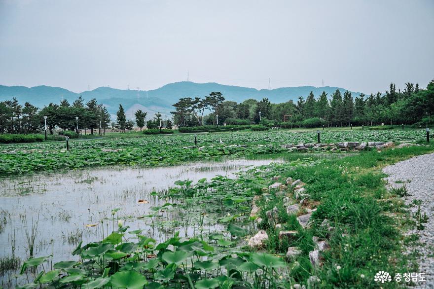 아산 신정호 산책하며 건강 챙기기 사진