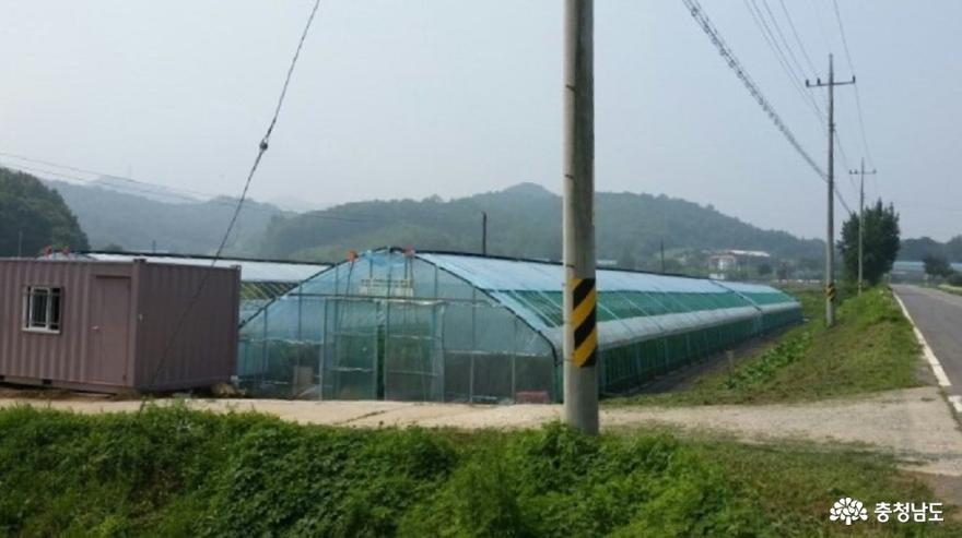 청양의 효자농산물, 구기자를 다시 본다 사진