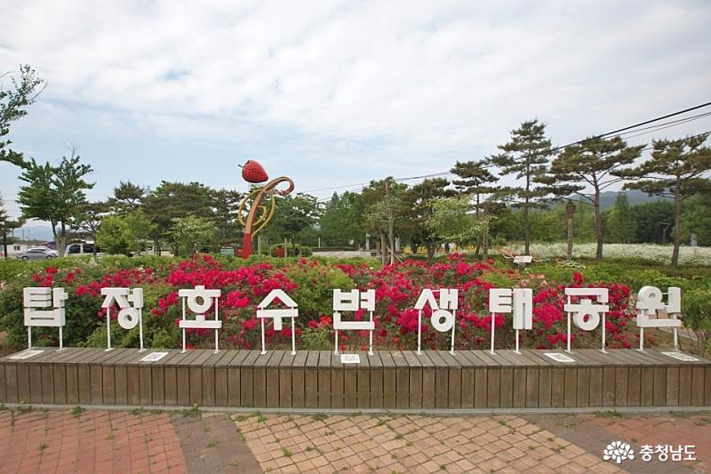 여름 여행지로 추천하고 싶은 탑정호수변생태공원 1