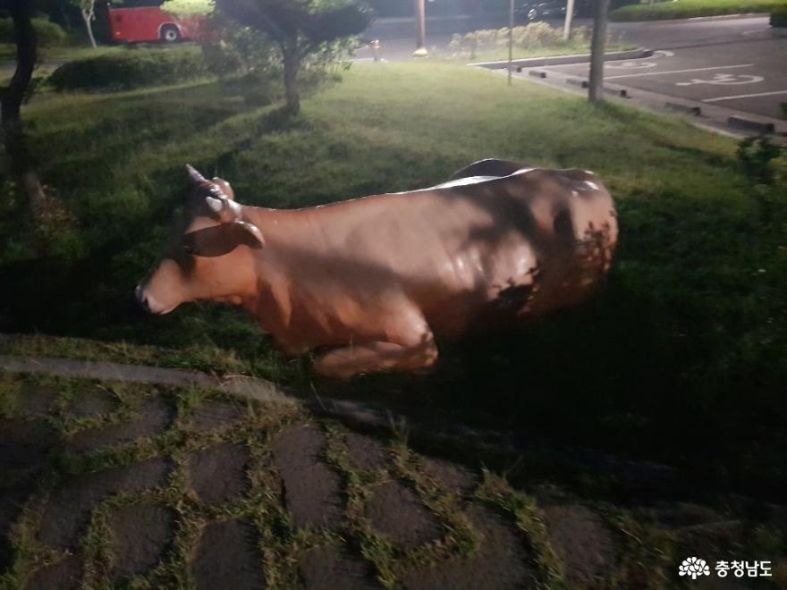 소를 테마로 한 광시한우테마공원 사진