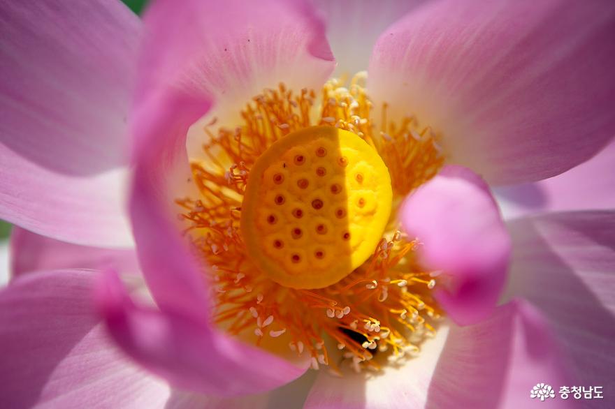 아름다운 후투티와 연꽃 향기에 취하다! 사진