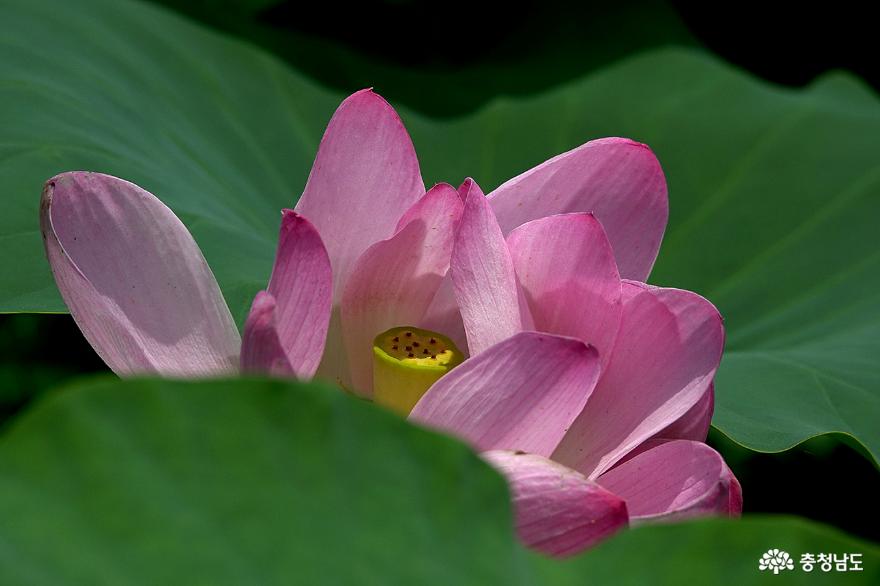 아름다운 후투티와 연꽃 향기에 취하다! 사진