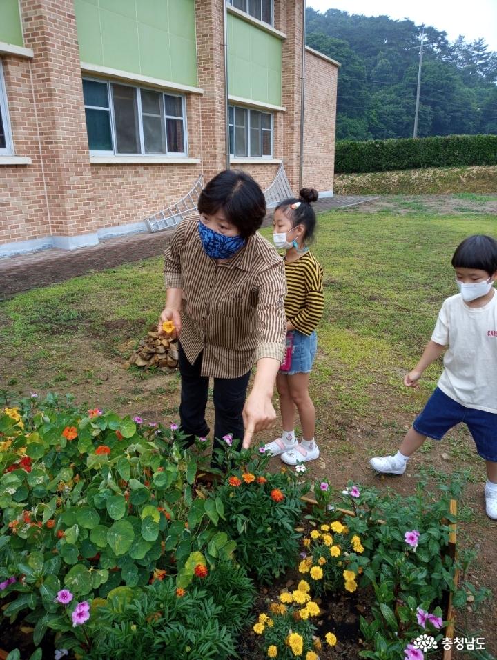 직접가꾼텃밭식물로크래커샌드위치를만들었어요 1