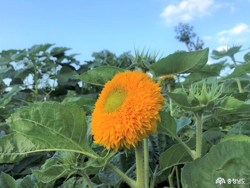 애기 해바라기