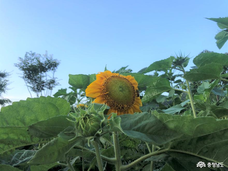 애기 해바라기