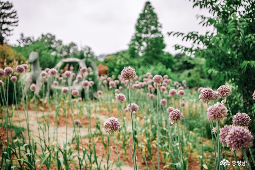 수국, 라벤더가 가득한 팜카밀레 사진