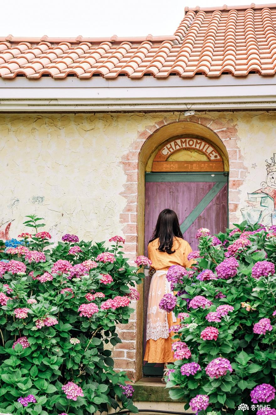 수국, 라벤더가 가득한 팜카밀레 사진