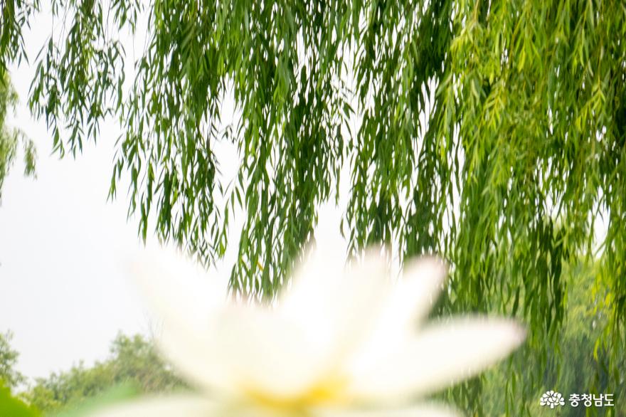 절정을 이룬 부여 궁남지 연꽃 사진