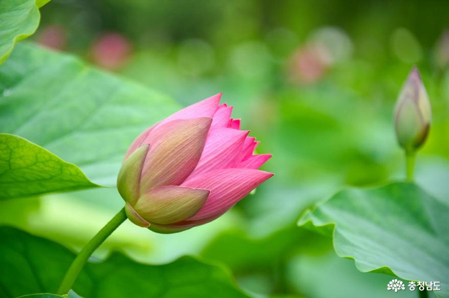 부여 궁남지 연꽃 활짝~ 사진