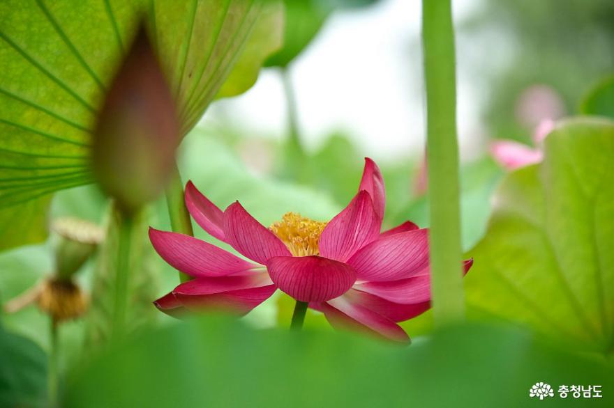 부여 궁남지 연꽃 활짝~ 사진