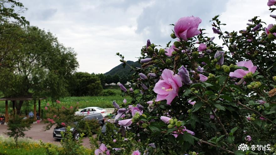 정안천 산책길가의 무궁화