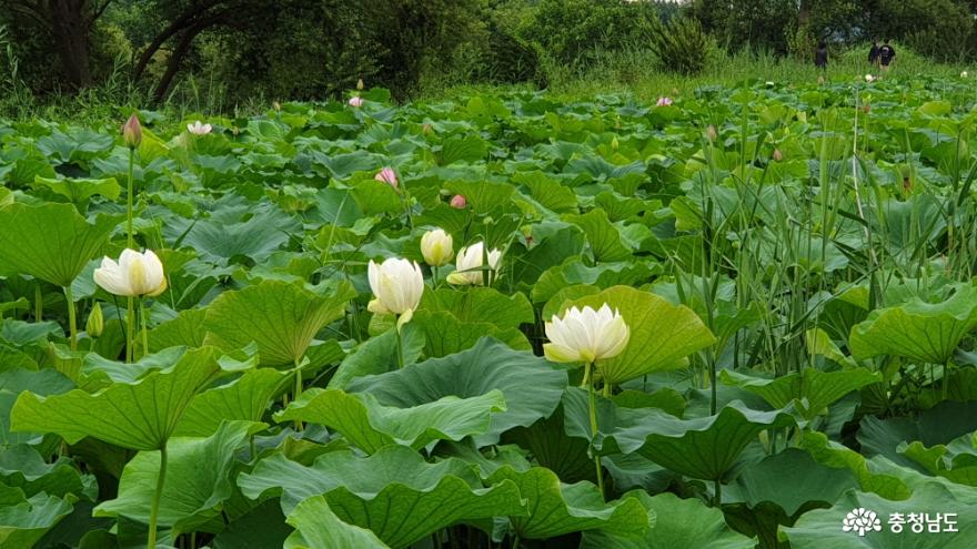 정안천 연꽃