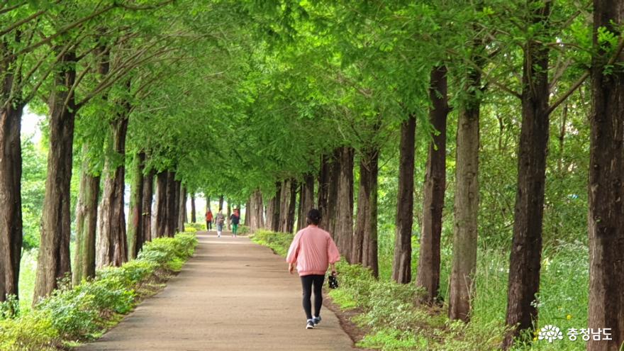 정안천생태공원의 메타세쿼이아