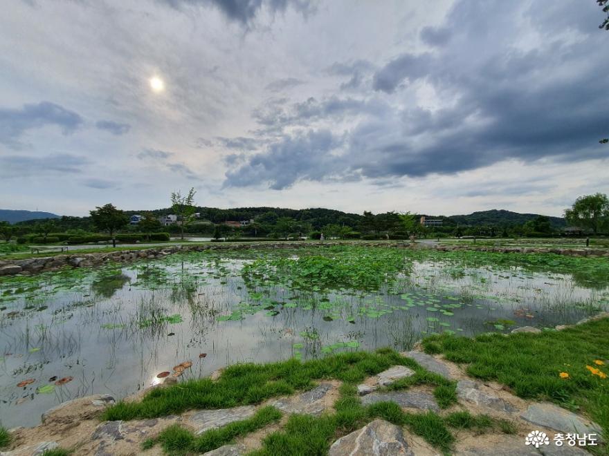 아산 신정호에 가득한 연꽃의 향연 사진