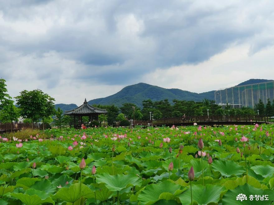 아산 신정호에 가득한 연꽃의 향연 사진