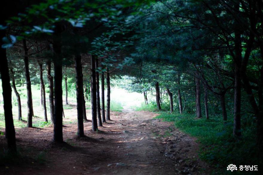 여름 피서지로 딱 좋은 성환 성산산책 사진