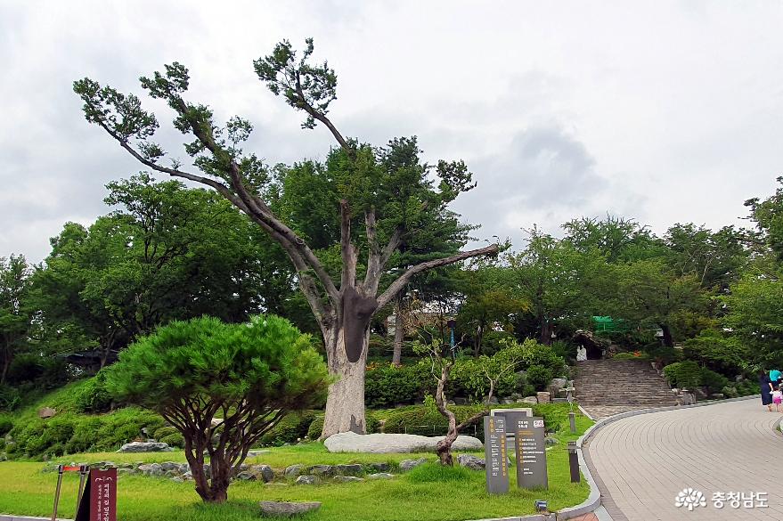 수령 250여년의 공세리 성당 입구의 느티나무 보호수.