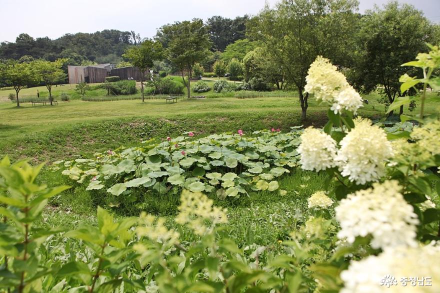 홍성이응노의집연꽃전시체험이있는곳 1