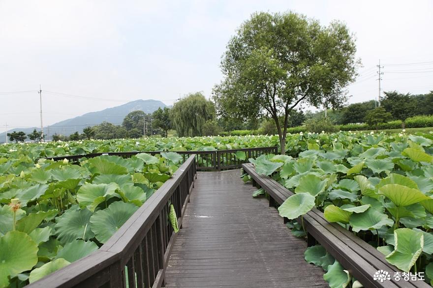 홍성이응노의집연꽃전시체험이있는곳 2