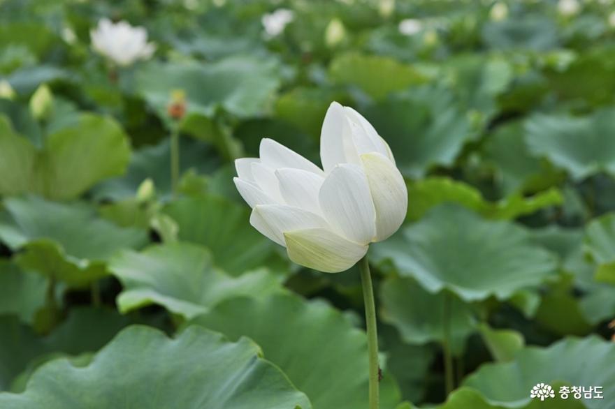 홍성이응노의집연꽃전시체험이있는곳 4