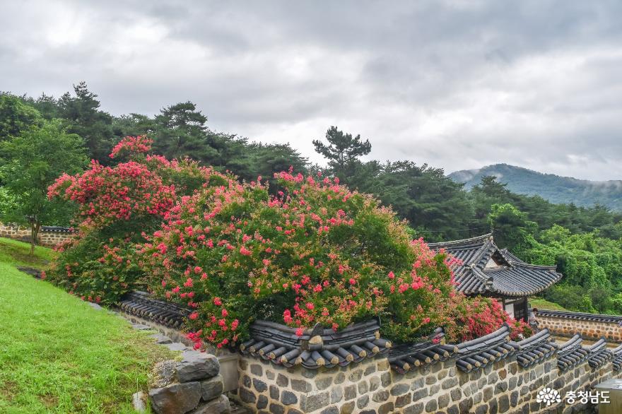 배롱나무 곱게 핀 논산 종학당에 서서 사진