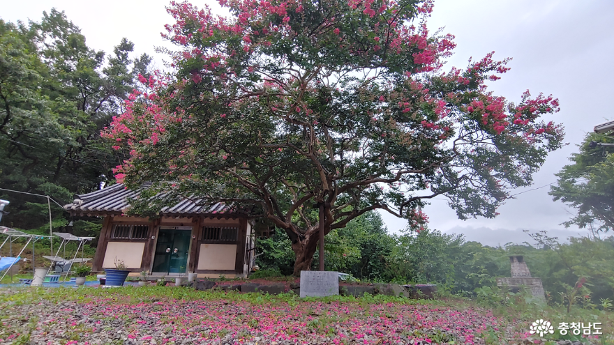 보호수로 지정된 송불암 배롱나무