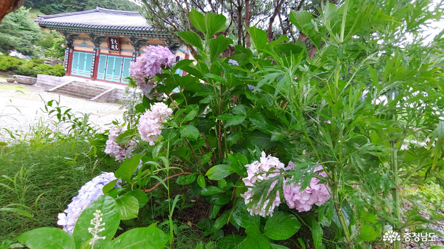 비를 맞아 선명해진 수국