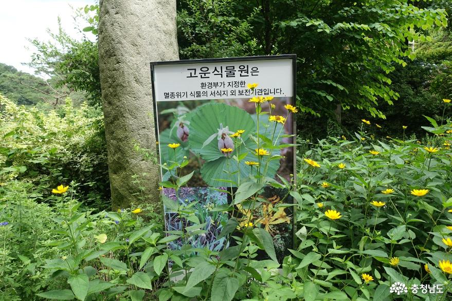 열한 가지 고운거님길을 걸어 보아요, 청양 고운식물원 3