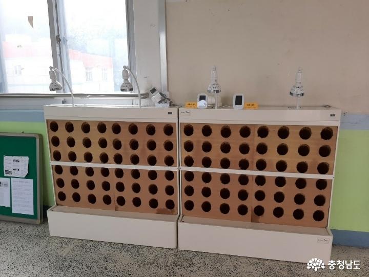 당진중학교에 식물공기청정기 바이오월이 설치되었어요 사진