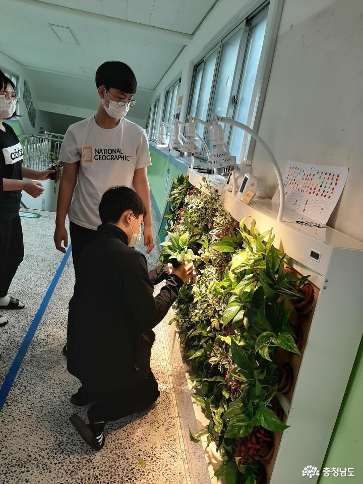당진중학교에 식물공기청정기 바이오월이 설치되었어요 사진