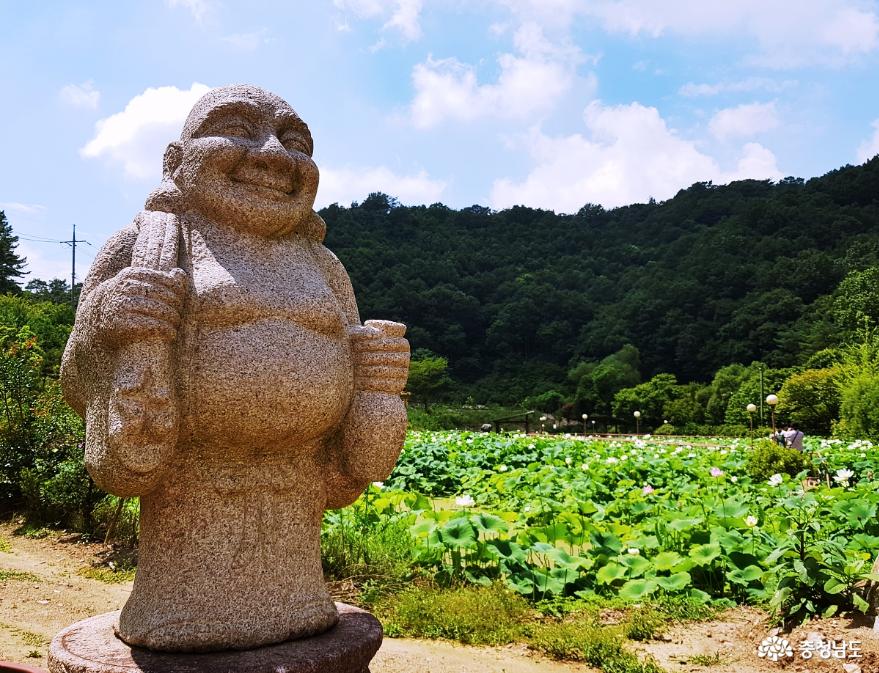 싱그러운 여름의 에너지가 가득한 연꽃 군락지! 사진