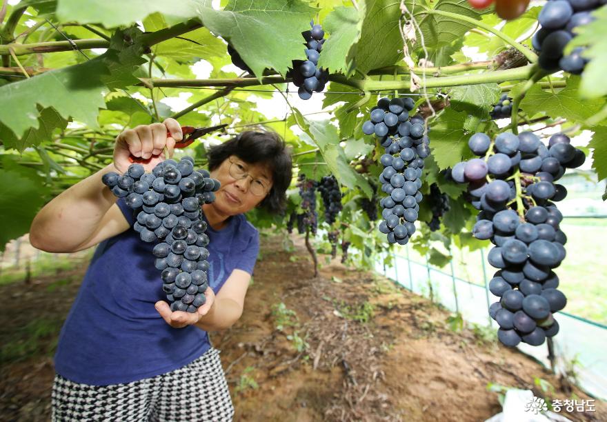 ‘과일의 여왕 포도!’ 당도 높은 태안산 포도 드셔보세요!