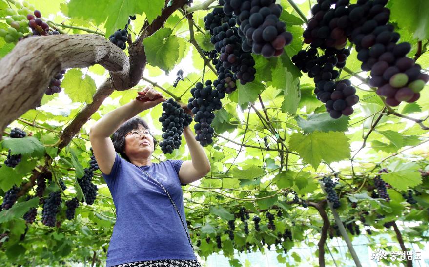 ‘과일의 여왕 포도!’ 당도 높은 태안산 포도 드셔보세요! 3