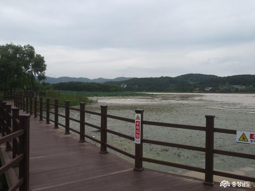 폭우 뒤 찾은 신정호 수변산책로 사진