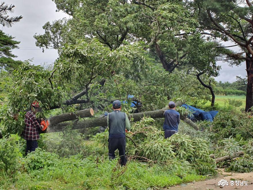 길 막은 쓰러진 떡갈나무… 산림조합, 응급복구 ‘구슬땀’
