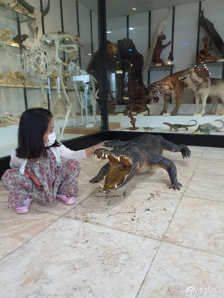 아이가 좋아하는 공룡전시관 '안면도 쥬라기박물관' 사진