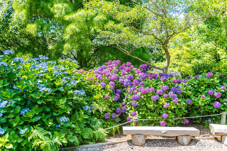 아름다운 정원 태안 천리포수목원 사진