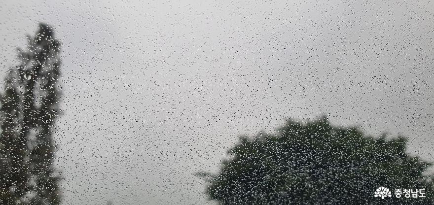 비 오는 날의 신정호 산책 사진