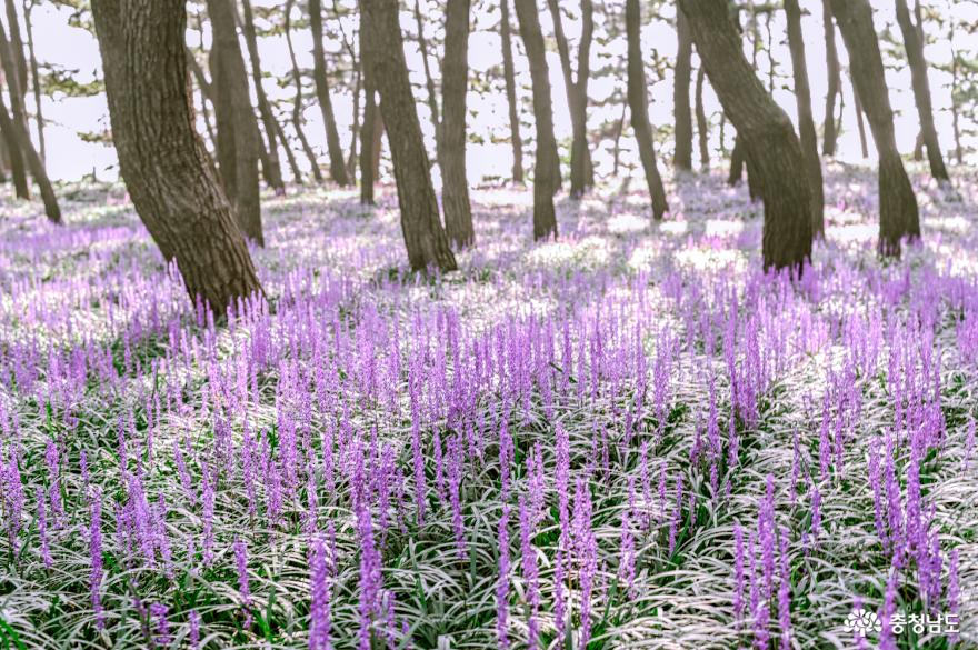 솔향기 가득한 보랏빛 꽃길, 장항 송림마을 솔바람숲 사진