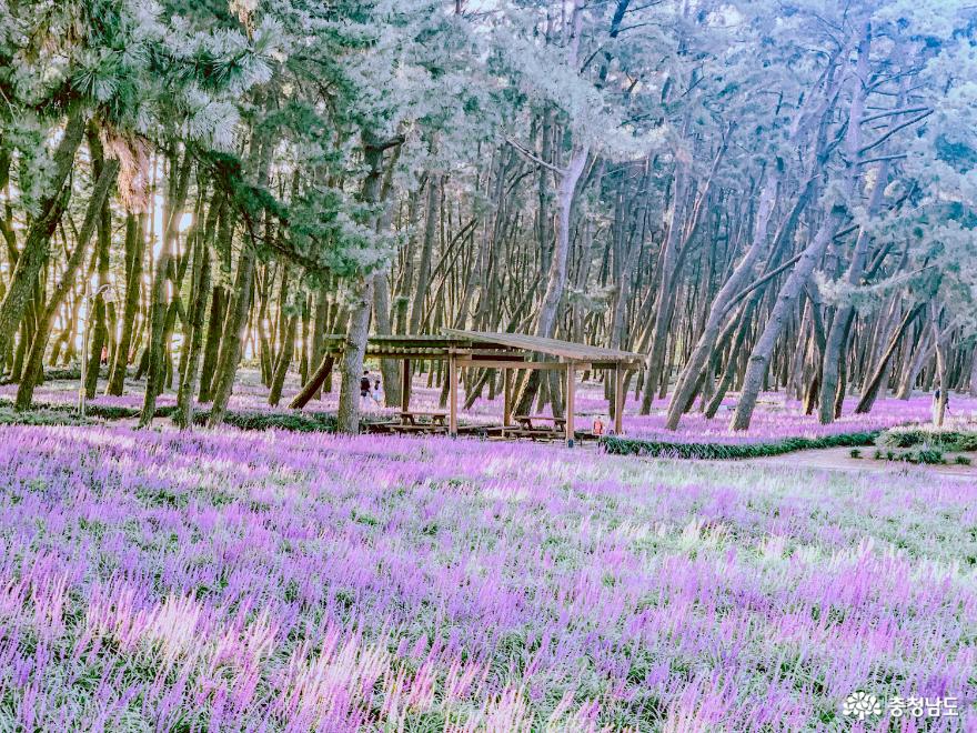 솔향기 가득한 보랏빛 꽃길, 장항 송림마을 솔바람숲 사진