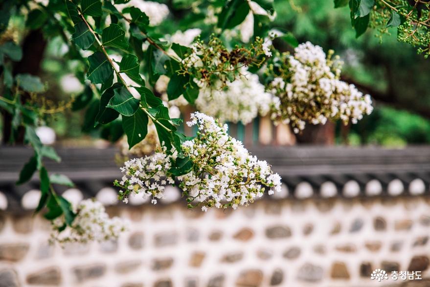 한여름에눈이내린다면흰배롱나무꽃핀공주한옥마을 1
